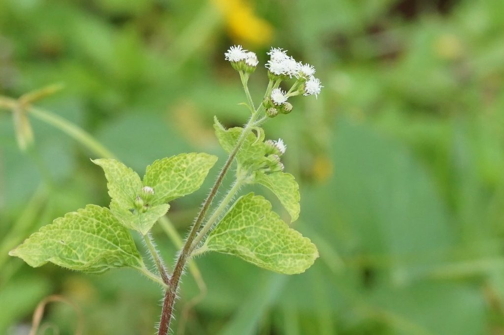 Goat weed (Ageratum conyzoides) - one of the 20 common weeds in Nigeria farmland