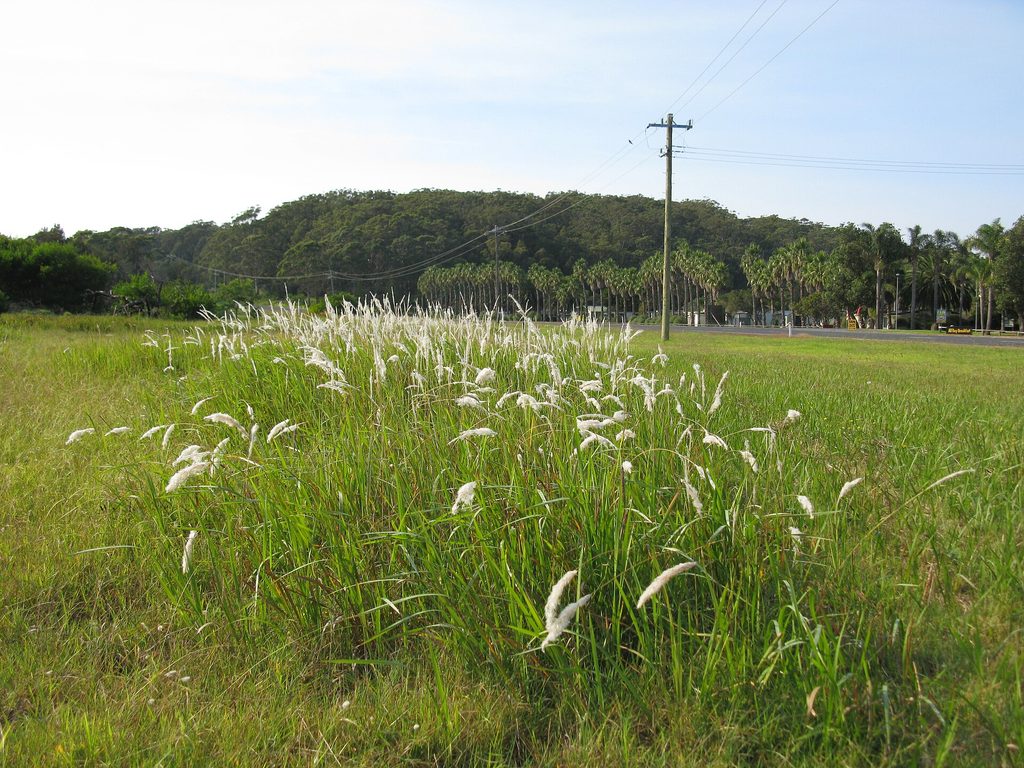 Spear grass (Imperata cylindrica) underground rhizomes - common farmland weed