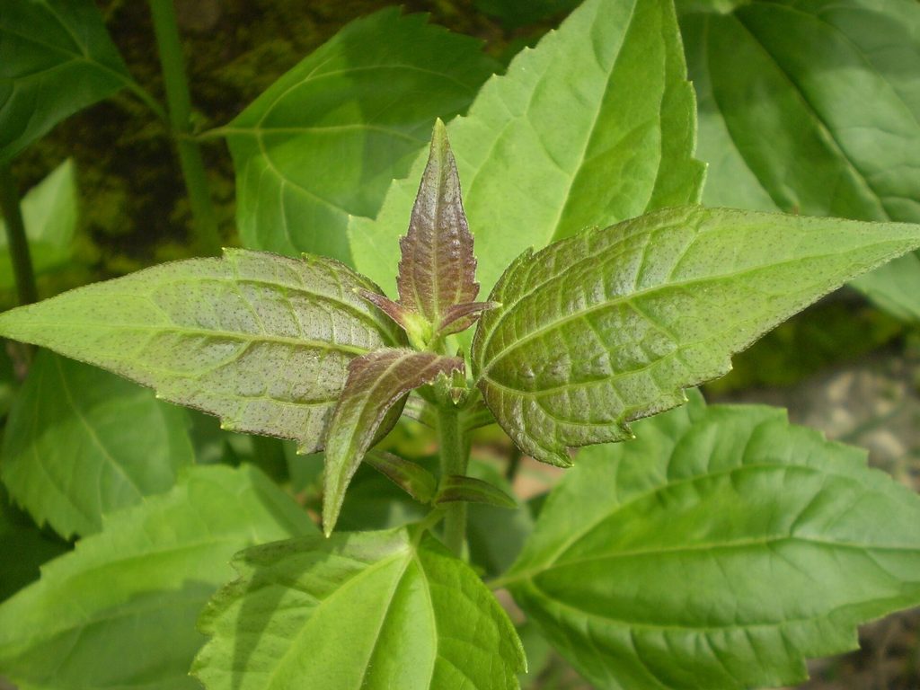 Siam weed (Chromolaena odorata) among 20 common weeds in tropical agriculture