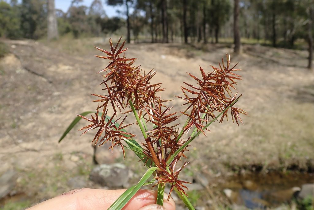 Nut grass tubers (Cyperus rotundus) persistent weed root system