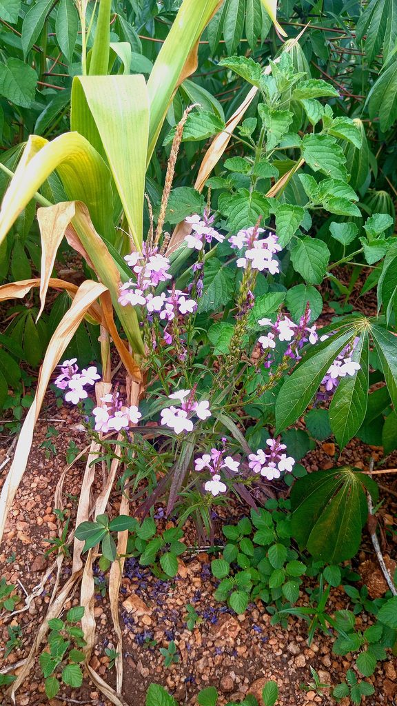 Witchweed parasitic weed (Striga hermonthica) attached to maize roots