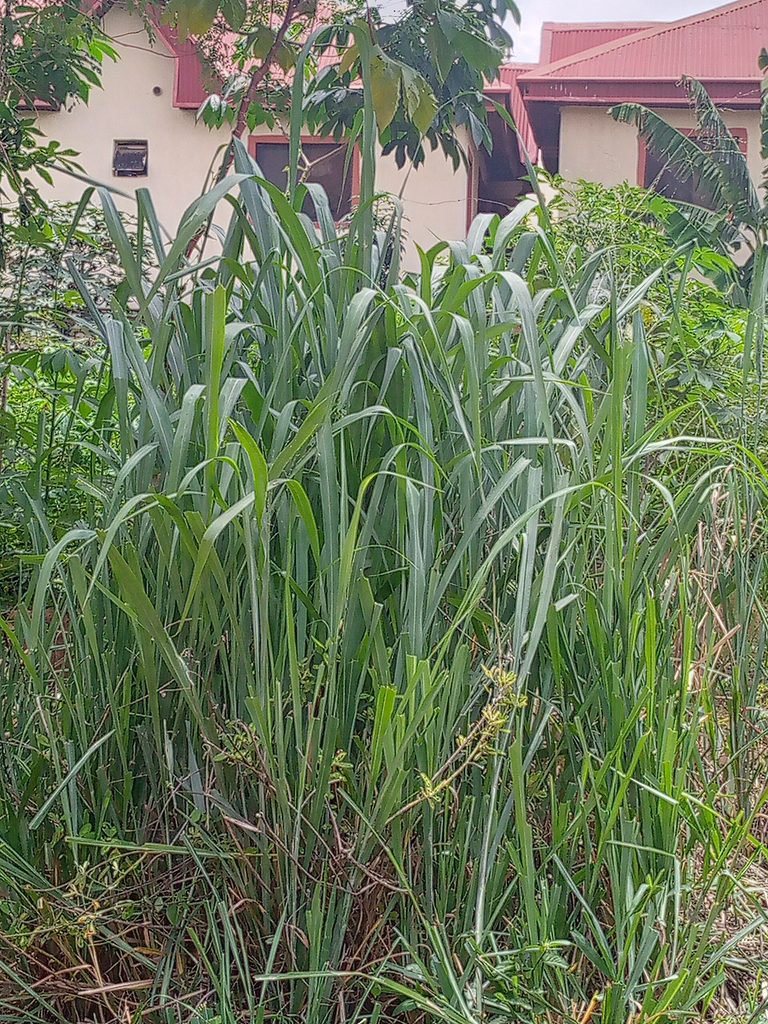 Elephant grass (Cenchrus purpureus) - one of the 20 common weeds in Nigeria