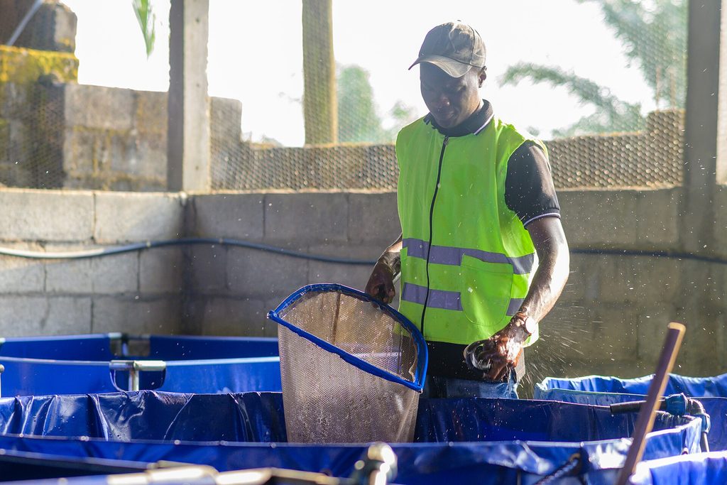 Fish farming in tanks and cages