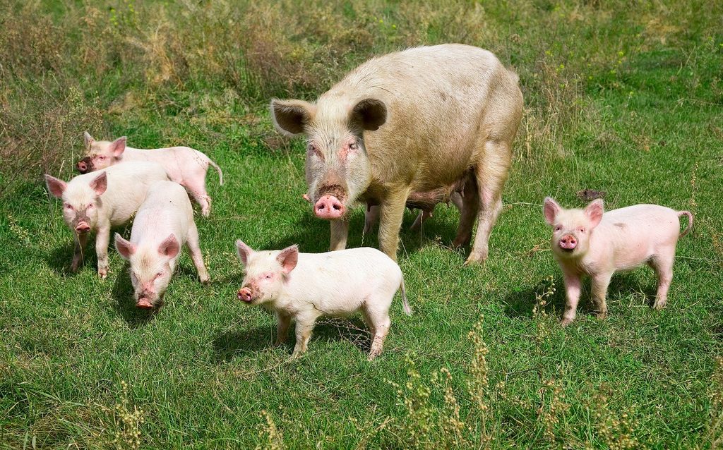Routine Management practices in farm animals