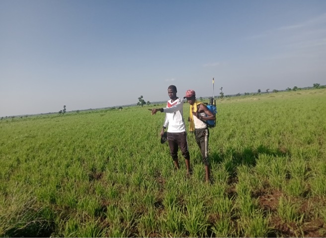 farmers inspecting crop field during short-term farm planning in Nigeria