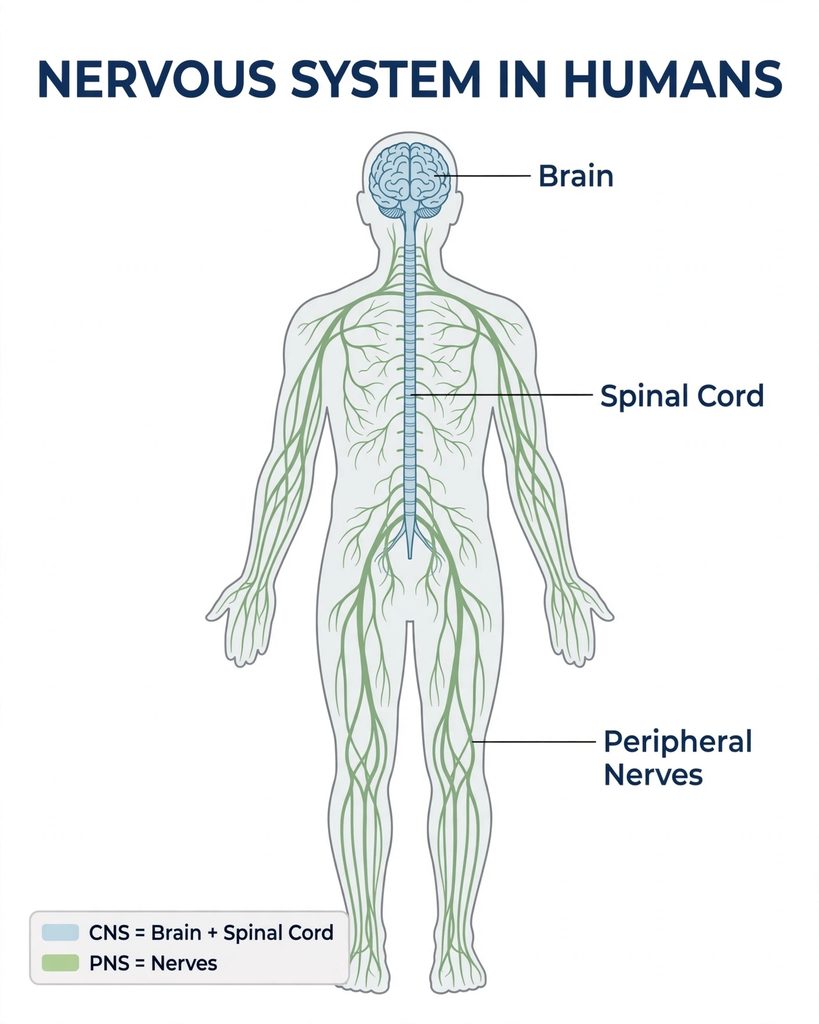 Nervous system in humans diagram showing brain, spinal cord and peripheral nerves