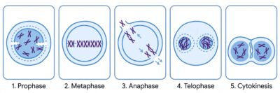 Cell Division in Biology, types and stages