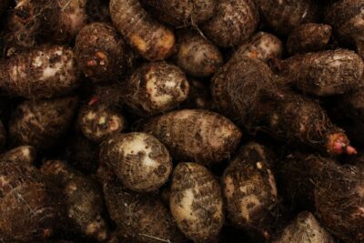 Root and tuber Crops - (cocoyam)