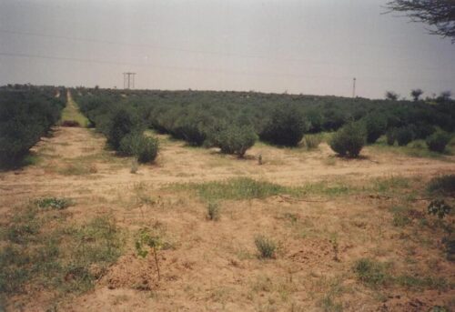 Desertification in Nigeria: Causes, Effects and Solutions