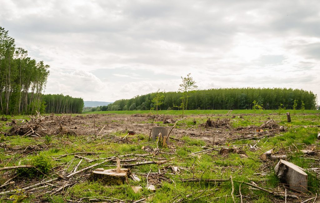 Causes of Deforestation: Advantages and Disadvantages