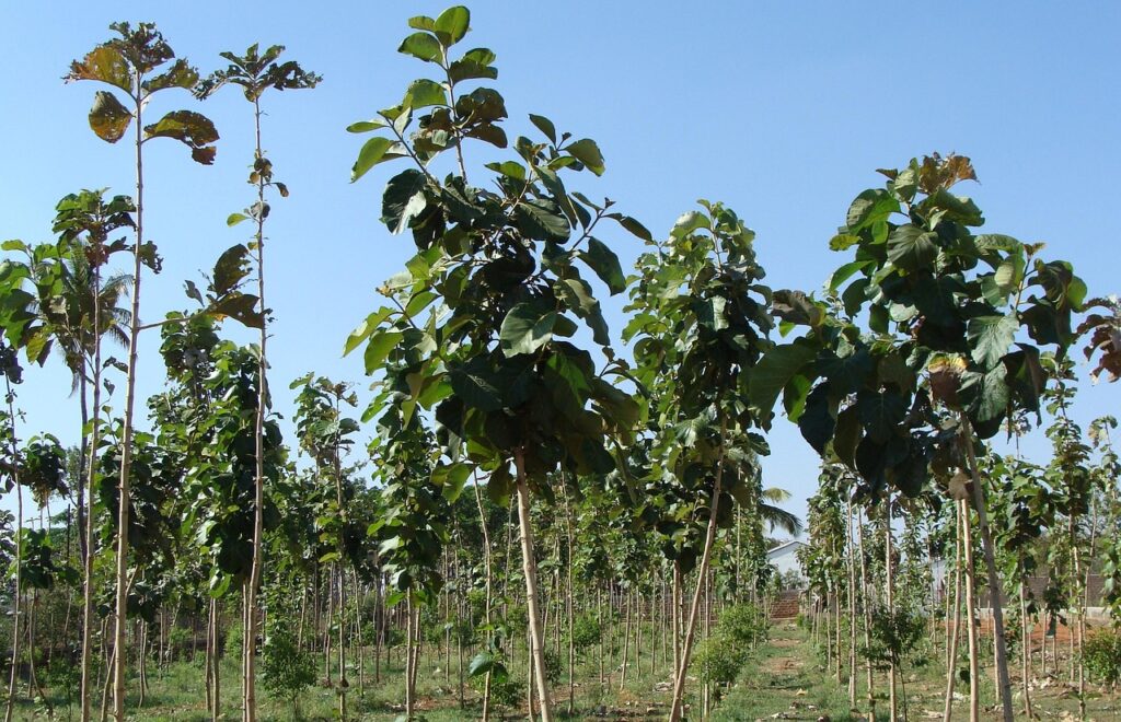 Forest Management in Agriculture (SS1-SS3)