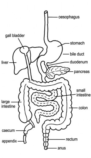 Digestive System of farm animal (pig digestive tract)