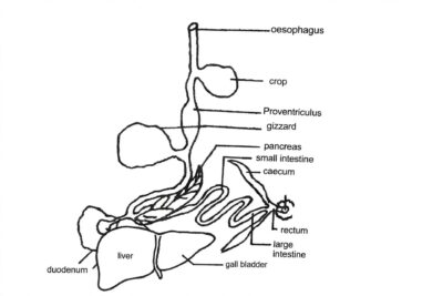 Digestive System of Farm Animals (digestive tract of a fowl)