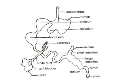 Digestive System of Farm Animals (cattle)