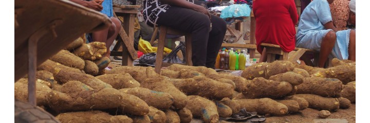 Root and tuber Crops - (yam tubers)