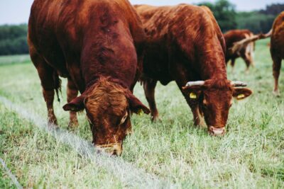 Rangeland Management: cattle grazing on green rangeland pasture with grasses